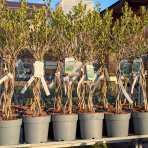 Arónia čerešňolistá (Aronia × prunifolia) ´VIKING´ - výška 90-100 cm, kont. C3L - TOČENÝ KMEŇ, VIACKMENNÁ